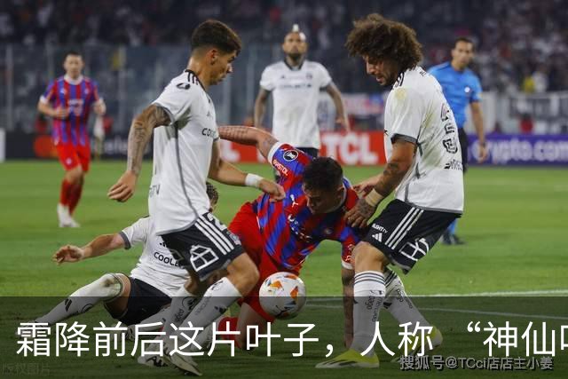 霜降前后这片叶子，人称 “神仙叶”！晒干熬汤泡水喝，润肺疏肝！