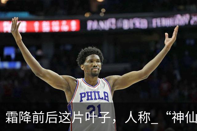 霜降前后这片叶子，人称 “神仙叶”！晒干熬汤泡水喝，润肺疏肝！